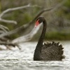 Labut cerna - Cygnus atratus - Black Swan 1006